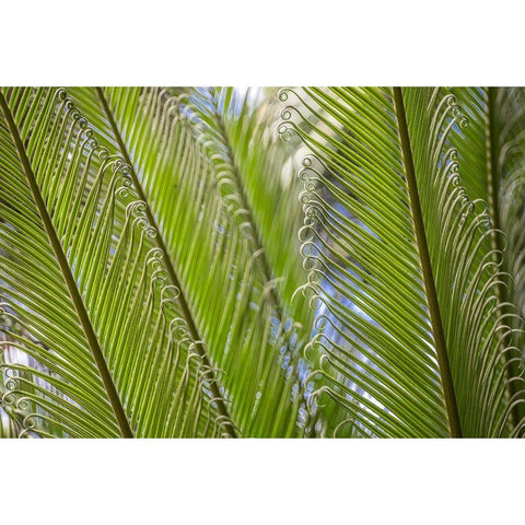 Curly Cue Leaves Black Modern Wood Framed Art Print by Markoff, Barbara