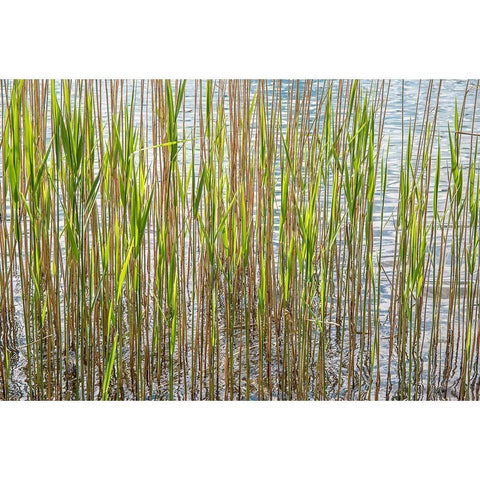 Reeds White Modern Wood Framed Art Print by Markoff, Barbara
