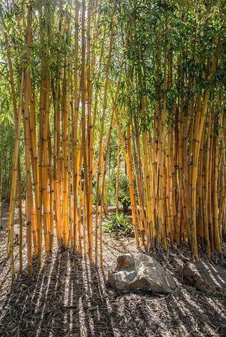 Bamboo Black Ornate Wood Framed Art Print with Double Matting by Markoff, Barbara