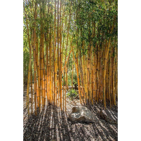 Bamboo Black Modern Wood Framed Art Print by Markoff, Barbara