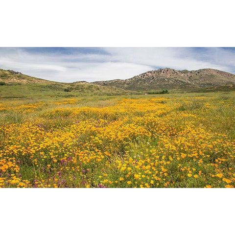 Wildflower in the Valley Gold Ornate Wood Framed Art Print with Double Matting by Markoff, Barbara