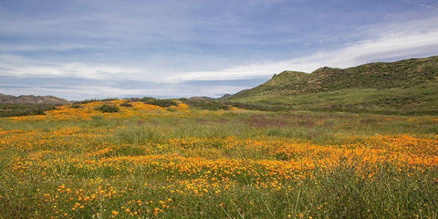 Spring Vista with Wildflowers White Modern Wood Framed Art Print with Double Matting by Markoff, Barbara