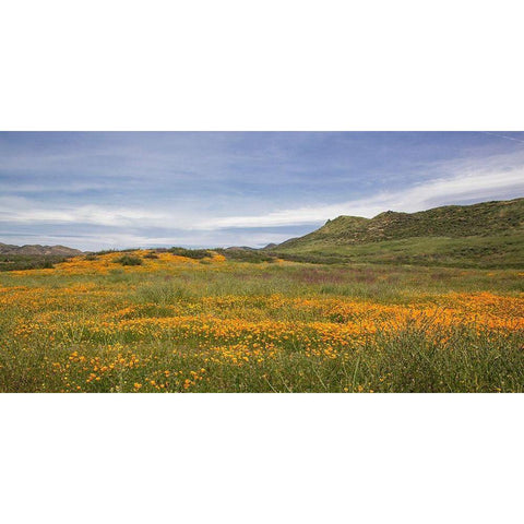 Spring Vista with Wildflowers Black Modern Wood Framed Art Print by Markoff, Barbara
