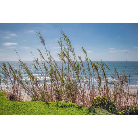 Grasses at Seagrove Park White Modern Wood Framed Art Print by Markoff, Barbara