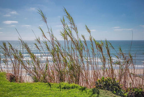 Grasses at Seagrove Park Black Ornate Wood Framed Art Print with Double Matting by Markoff, Barbara