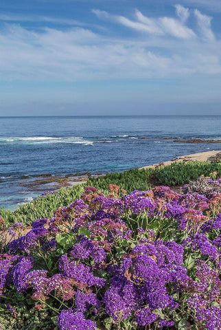 Static Blooms at Beach Black Ornate Wood Framed Art Print with Double Matting by Markoff, Barbara