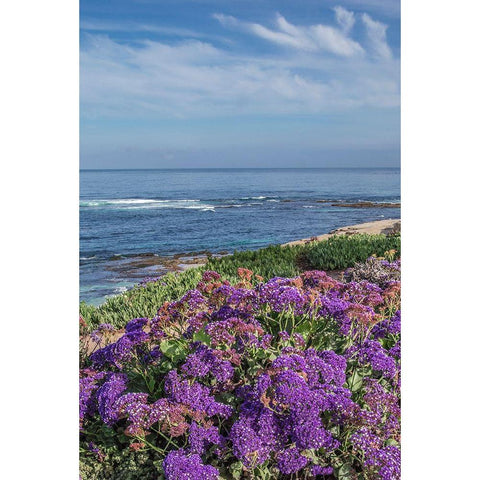 Static Blooms at Beach Black Modern Wood Framed Art Print by Markoff, Barbara