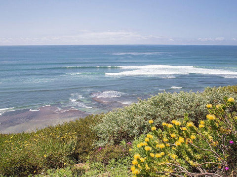 Surf and Protea, Encinitas White Modern Wood Framed Art Print with Double Matting by Markoff, Barbara