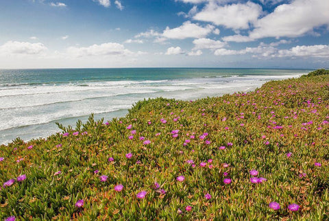 Blooming Ice Plants, Del Mar White Modern Wood Framed Art Print with Double Matting by Markoff, Barbara