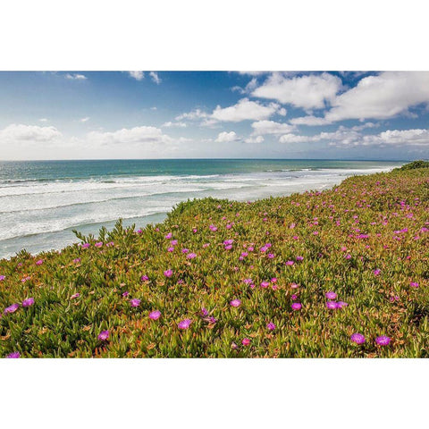 Blooming Ice Plants, Del Mar White Modern Wood Framed Art Print by Markoff, Barbara