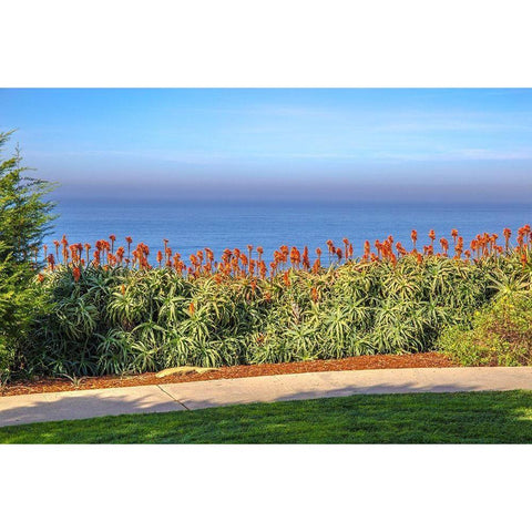 Walkway with Red Aloe White Modern Wood Framed Art Print by Markoff, Barbara