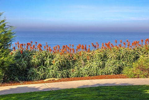 Walkway with Red Aloe White Modern Wood Framed Art Print with Double Matting by Markoff, Barbara