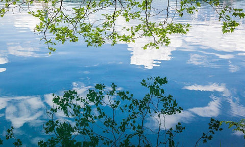 Branch Reflections I White Modern Wood Framed Art Print with Double Matting by Markoff, Barbara