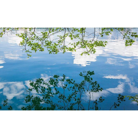 Branch Reflections I White Modern Wood Framed Art Print by Markoff, Barbara