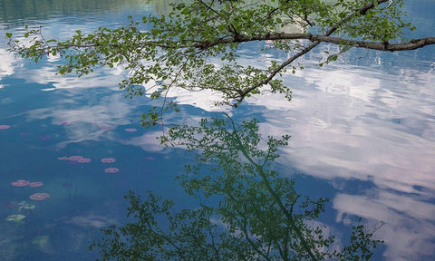 Branch Reflectons II Black Ornate Wood Framed Art Print with Double Matting by Markoff, Barbara