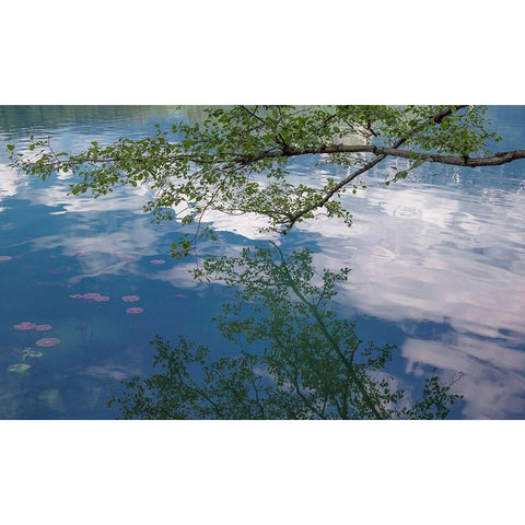 Branch Reflectons II Black Modern Wood Framed Art Print by Markoff, Barbara