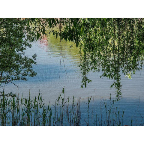 Grasses and Leaves White Modern Wood Framed Art Print by Markoff, Barbara