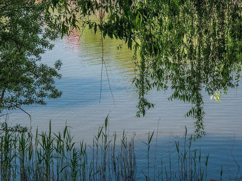 Grasses and Leaves White Modern Wood Framed Art Print with Double Matting by Markoff, Barbara