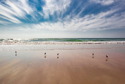 Birds on Beach, Del Mar White Modern Wood Framed Art Print with Double Matting by Markoff, Barbara