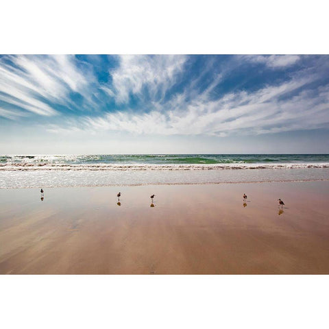 Birds on Beach, Del Mar White Modern Wood Framed Art Print by Markoff, Barbara