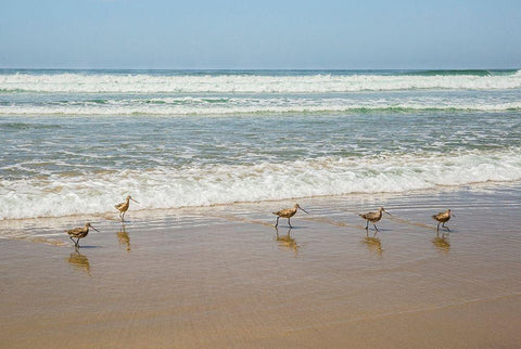 Birds at La Jolla Shores White Modern Wood Framed Art Print with Double Matting by Markoff, Barbara