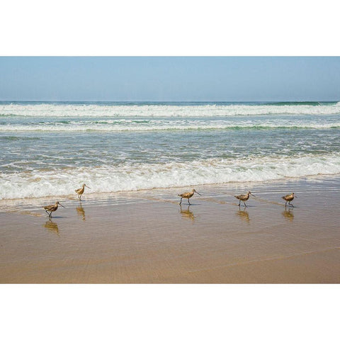 Birds at La Jolla Shores White Modern Wood Framed Art Print by Markoff, Barbara