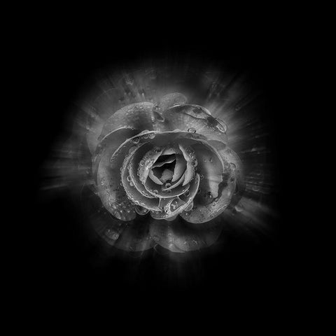 Black And White Begonia II White Modern Wood Framed Art Print by Carson, Brian