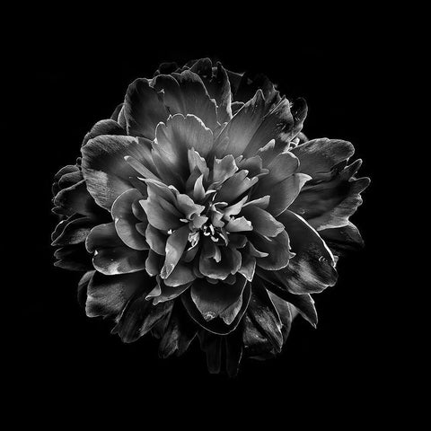 Black And White Camelia IV Black Ornate Wood Framed Art Print with Double Matting by Carson, Brian