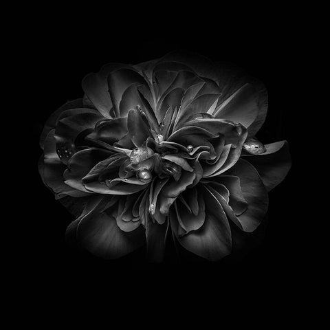 Black And White Camelia V Black Ornate Wood Framed Art Print with Double Matting by Carson, Brian