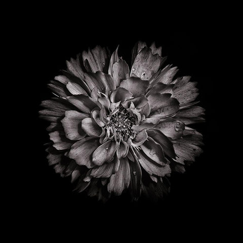 Black And White Dahlia II Black Ornate Wood Framed Art Print with Double Matting by Carson, Brian