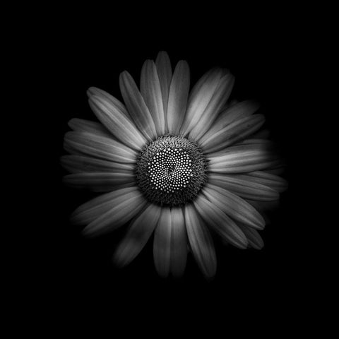 Black And White Daisy 1 Black Modern Wood Framed Art Print with Double Matting by Carson, Brian