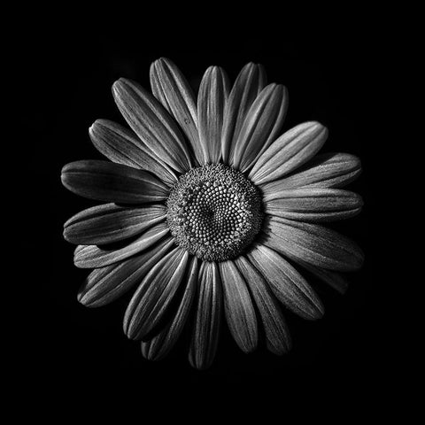 Black And White Daisy II White Modern Wood Framed Art Print by Carson, Brian