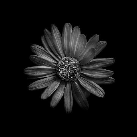 Black And White Daisy III Black Modern Wood Framed Art Print with Double Matting by Carson, Brian