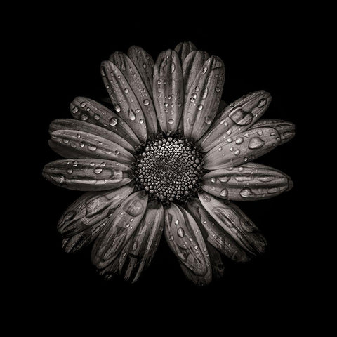 Black And White Daisy IV Black Modern Wood Framed Art Print with Double Matting by Carson, Brian