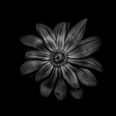 Black And White Daisy V Black Modern Wood Framed Art Print with Double Matting by Carson, Brian