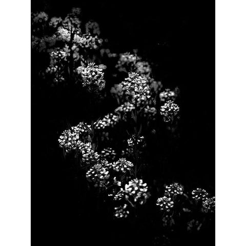 Black And White Floral Bush Gold Ornate Wood Framed Art Print with Double Matting by Carson, Brian