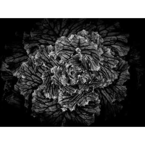 Black And White Flower Cabbage Black Modern Wood Framed Art Print with Double Matting by Carson, Brian