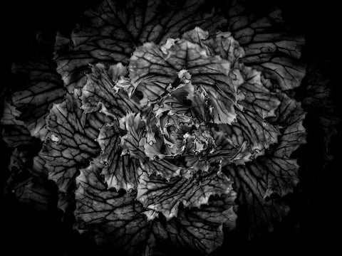 Black And White Flower Cabbage Black Ornate Wood Framed Art Print with Double Matting by Carson, Brian