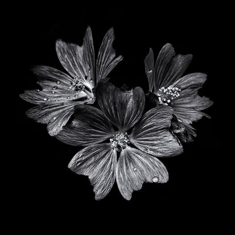 Black And White Flower Trio Black Ornate Wood Framed Art Print with Double Matting by Carson, Brian