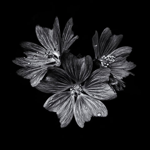 Black And White Flower Trio Black Modern Wood Framed Art Print with Double Matting by Carson, Brian