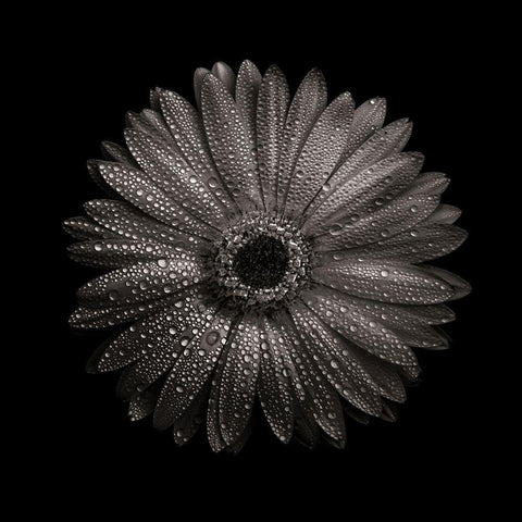 Black And White Gerber Daisy I Black Modern Wood Framed Art Print with Double Matting by Carson, Brian