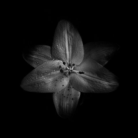 Black And White Lily White Modern Wood Framed Art Print with Double Matting by Carson, Brian