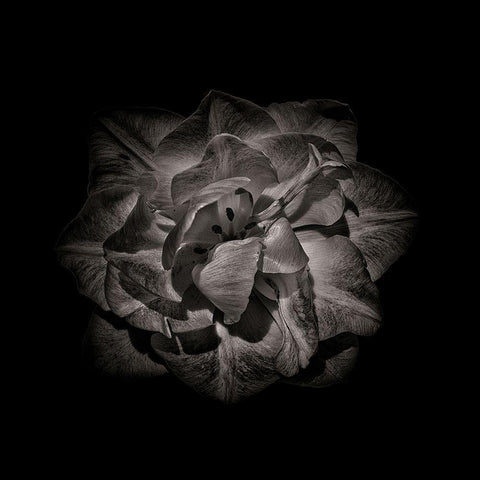 Black And White Peony II White Modern Wood Framed Art Print by Carson, Brian