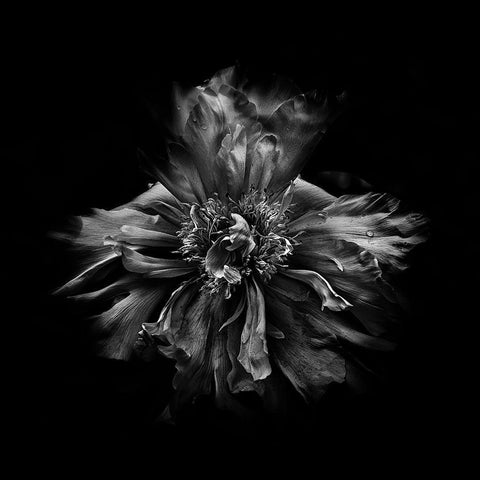 Black And White Peony III Black Modern Wood Framed Art Print with Double Matting by Carson, Brian