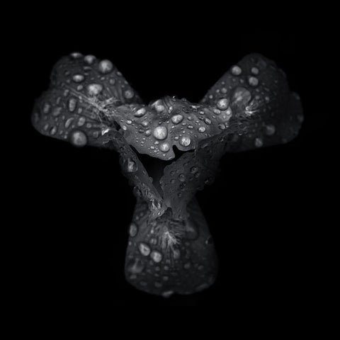 Black And White Petals Black Ornate Wood Framed Art Print with Double Matting by Carson, Brian