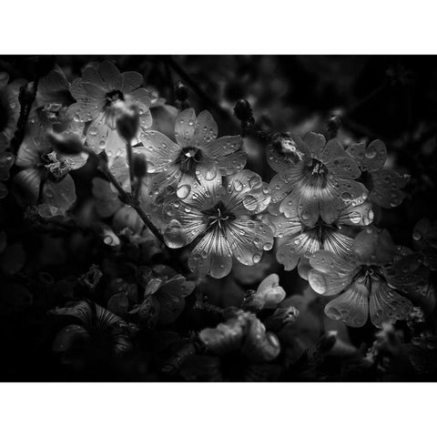 Black And White Petunia Black Modern Wood Framed Art Print with Double Matting by Carson, Brian