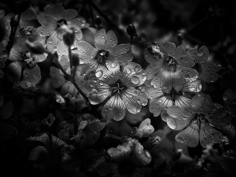 Black And White Petunia Black Ornate Wood Framed Art Print with Double Matting by Carson, Brian