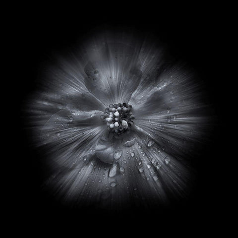 Black And White Petunia IV Black Ornate Wood Framed Art Print with Double Matting by Carson, Brian