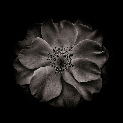 Black And White Primrose Black Modern Wood Framed Art Print with Double Matting by Carson, Brian