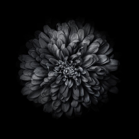 Black And White Zinnia I Black Modern Wood Framed Art Print with Double Matting by Carson, Brian